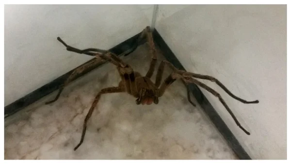Foto colorida de uma aranha - Metrópoles