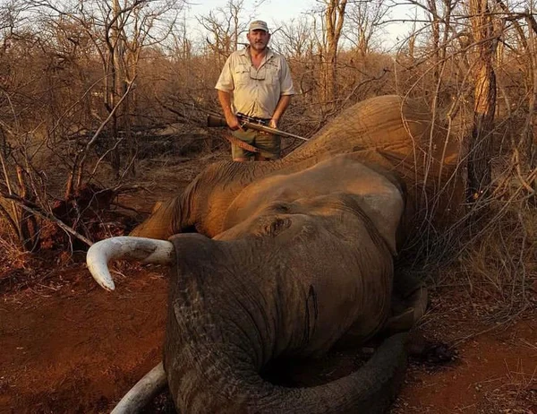 caçador ao lado de animal selvagem