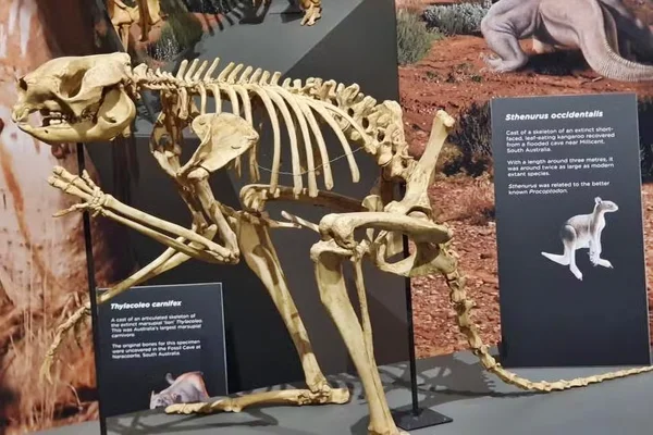 Canguru pré histórico