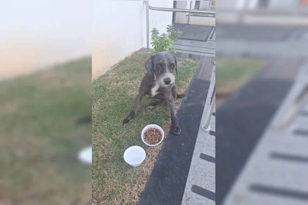 Foto colorida de cadela com focinho branco em prédio - Metrópoles