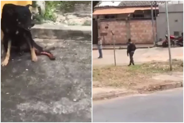 PM atira em cachorro durante ação em MG e vídeo gera revolta: “Crueldade”