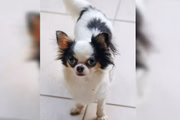Animal furtado em RS