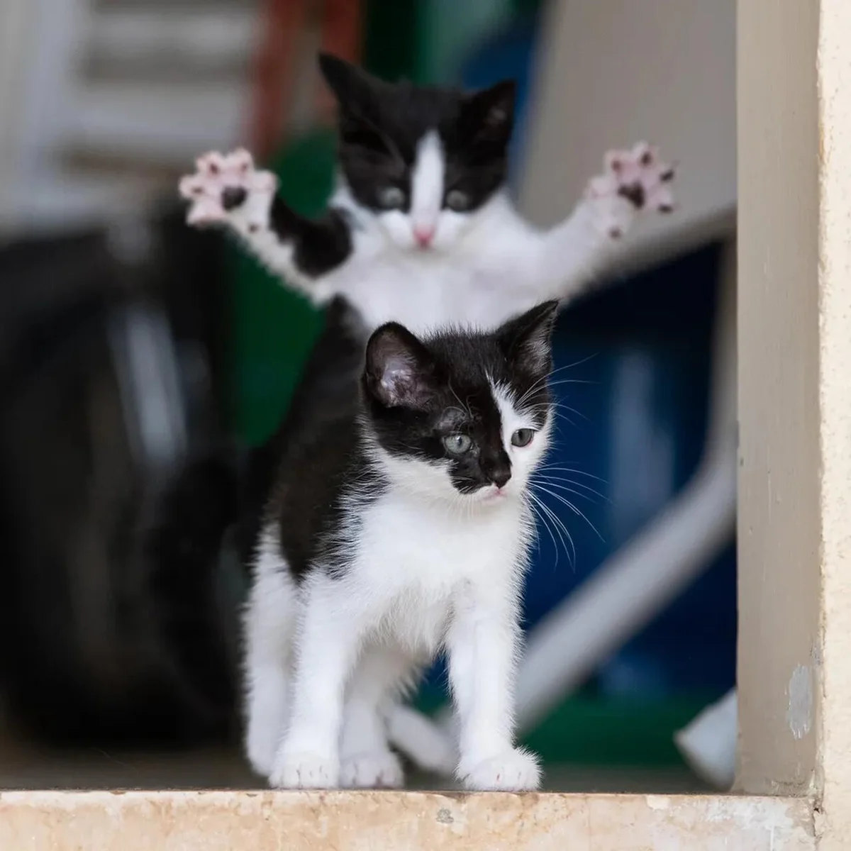 'Um evento que mudou a vida', finalista do Comedy Pet Photo Awards — Foto: Michel Zoghzoghi/Comedy Pets 'Um evento que mudou a vida', finalista do Comedy Pet Photo Awards — Foto: Michel Zoghzoghi/Comedy Pets