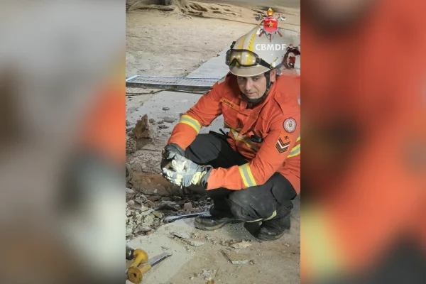 Dois filhotes de gatos são resgatados de tubulação em Planaltina