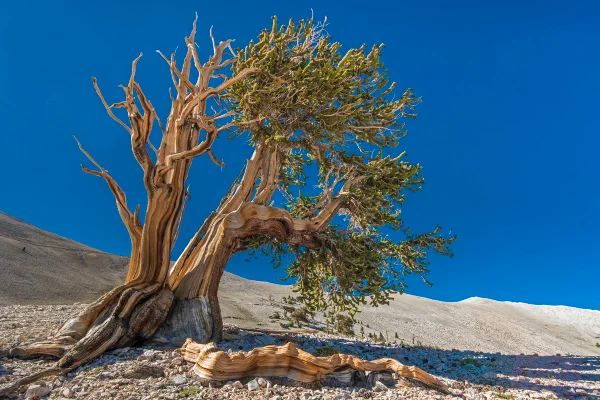Árvore mais velha do mundo, Matusalém Pinheiro Bristlecone, Pinus longaeva, Montanhas Brancas da Califórnia, Algumas das árvores vivas mais antigas, Floresta Nacional Inyo, Antiga Floresta Bristlecone, Califórnia; Mostrando partes vivas e mortas.