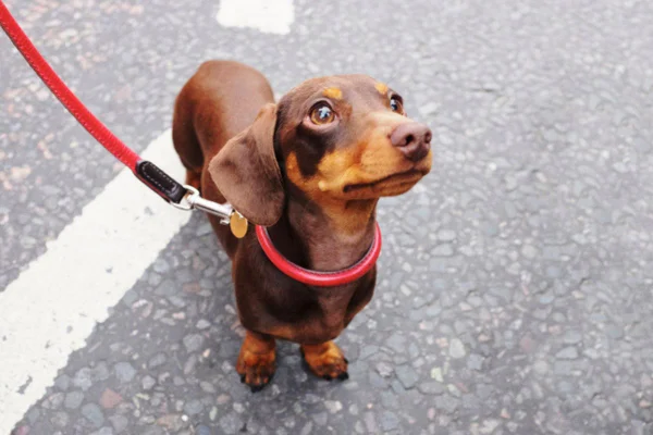 Imagem colorida de cachorro salsicha em pé olhando para cima
