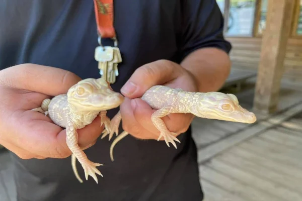 crocodilo branco