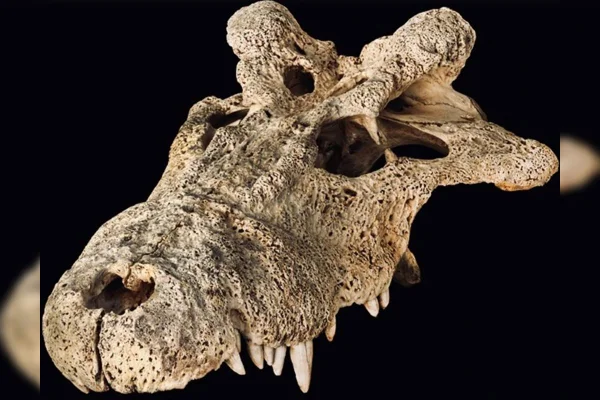Cientistas classificam crocodilo com chifres extinto há 2 mil anos