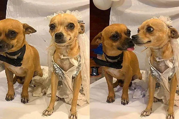 Chihuahuas se casando