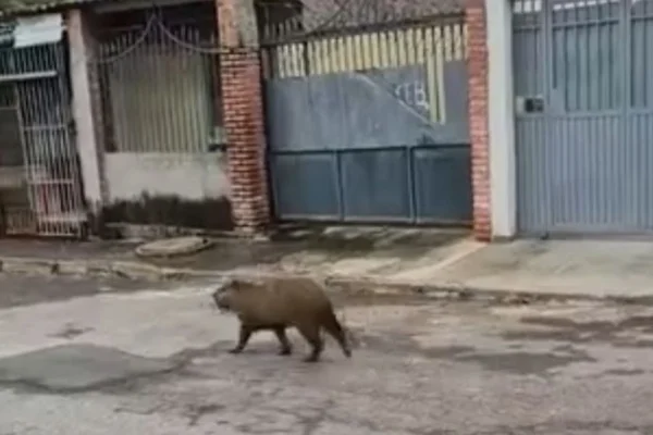 Capivara caramelo é resgatada após ser flagrada de rolê no Paranoá