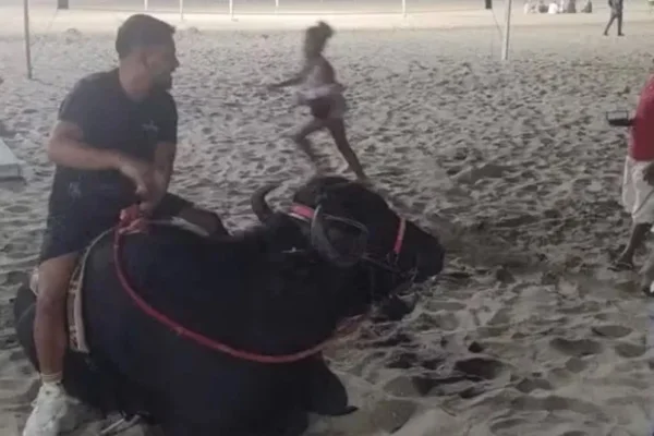 Imagem colorida do búfalo na praia de Copacabana