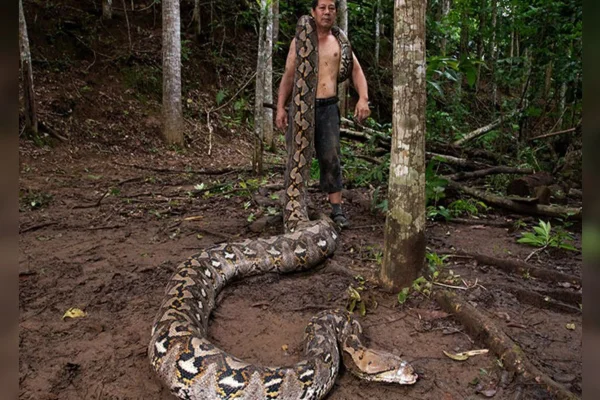Ibu Baron com o conservacionista local de cobras do condado de Maros, Budi Purwanto