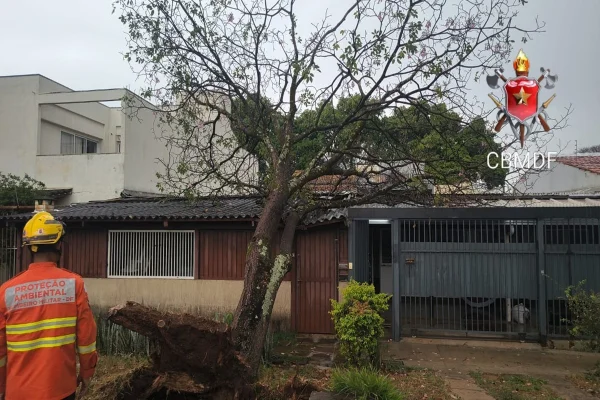 Temporal provoca queda de três árvores no DF durante o fim de semana