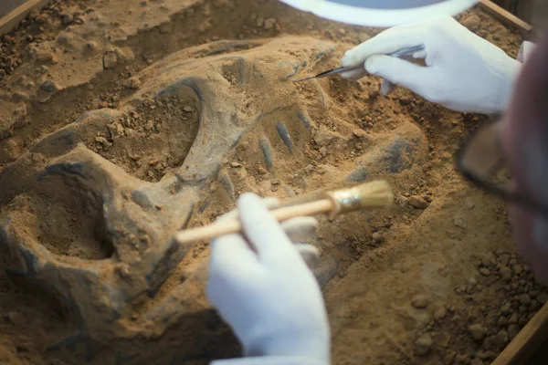 Arqueólogo limpa ossos humanos ou animais pré-históricos após escavação sob lâmpada usando ferramentas e escova, examina antigos restos fósseis de esqueleto de dinossauro. Metrópoles