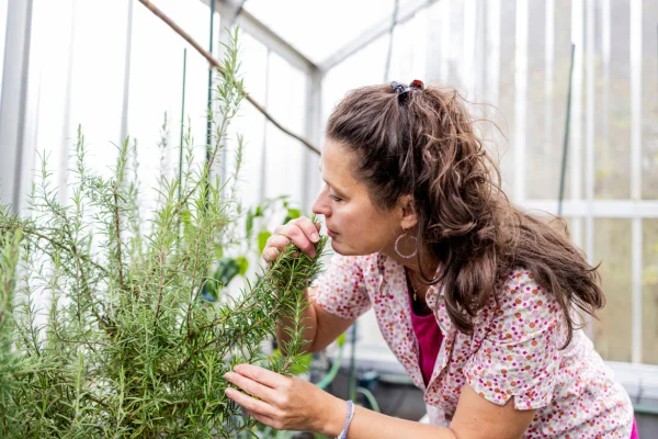 Alecrim