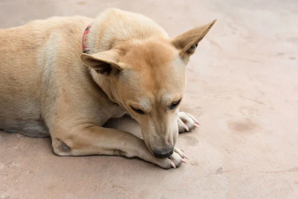 cachorro lambendo a pata