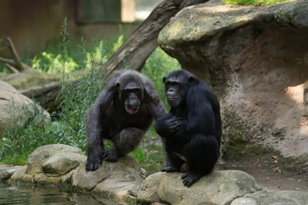 Chimpanzés no zoológico de Barcelona, Espanha