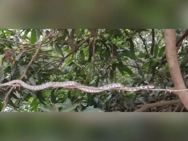 Foto colorida da primira cobra encontrada na empresa - Metrópoles