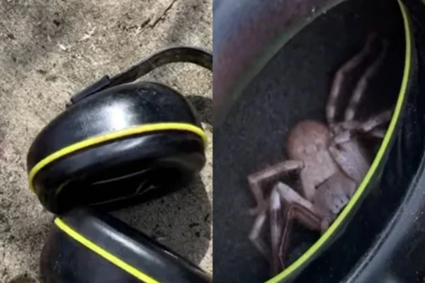 Aranha em fone de ouvido