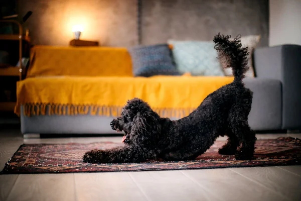 cachorro preto com o rabo para cima