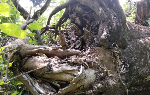 foto colorida de fazenda em Pacaembu (SP) que teve vegetação nativa destruída por mulher; ela foi multada pela Polícia Ambiental - Metrópoles