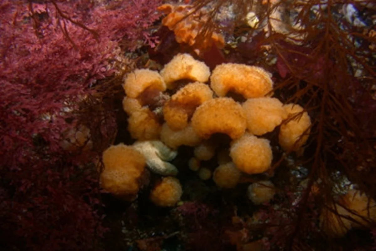 Invertebrado da Antártida com toxina de bactéria pode abrir caminho para novo tratamento contra melanoma