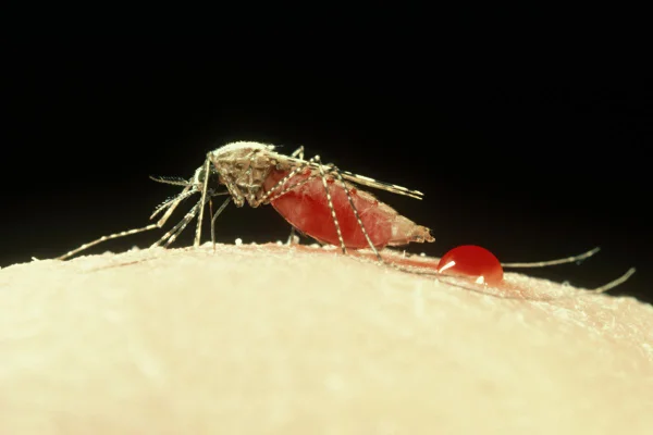 Foto colorida de um mosquito se alimentando de sangue humano - Metrópoles