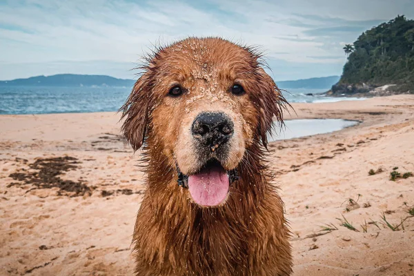 cachorro na praia