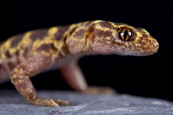 Imagem colorida de lagarto noturno - Metrópoles