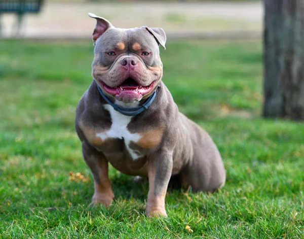 imagem colorida. American Bully sentado na grama