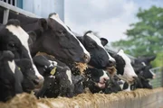 Brasil pode levar pelo menos dois anos para voltar a exportar carne bovina para a União Europeia (UE) Brasil pode levar pelo menos dois anos para voltar a exportar carne bovina para a União Europeia (UE)