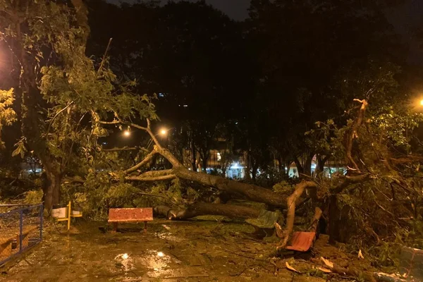 Chuva derruba árvores e deixa parte do DF sem luz nesta sexta