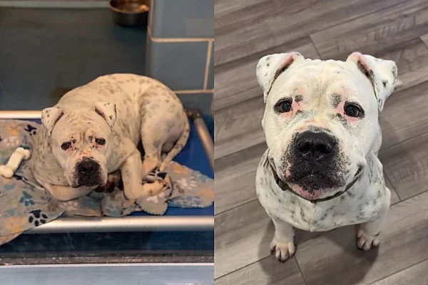 Mulher adota cão “mais triste” e descobre algo especial em casa