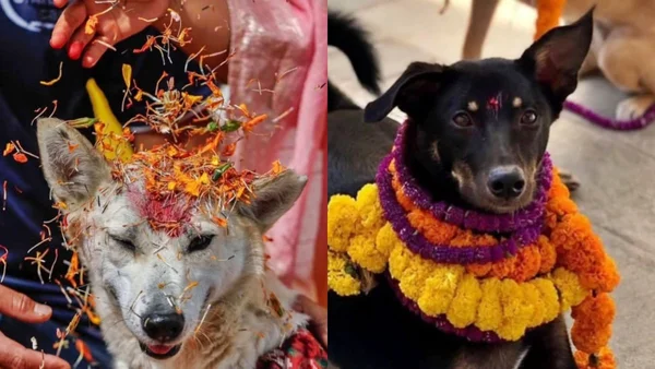 Cães em festival no Nepal
