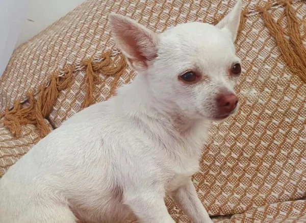 Família procura cachorrinha desaparecida no Lago Norte. “Devastada”