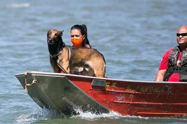 Cão que ajuda nas buscas por advogado no DF atuou em resgate de Brumadinho