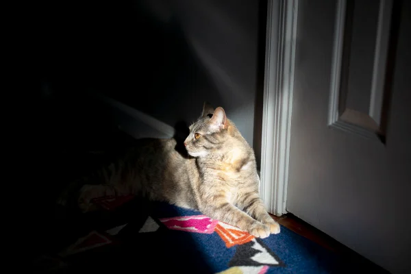 Por que gatos ficam ativos à noite e na madrugada, explica veterinário 5 Gato caçando