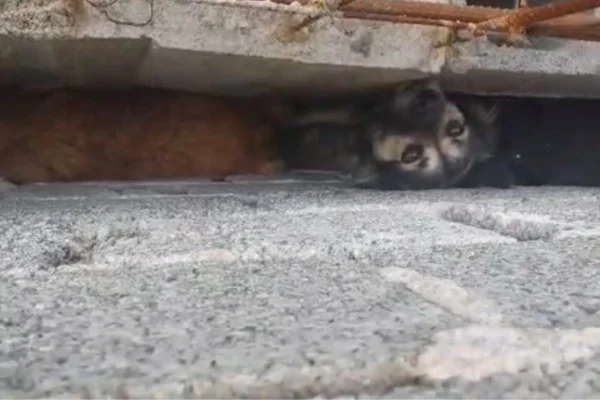 Cães presos em parede de construção são resgatados por Guarda Ambiental - Metrópoles
