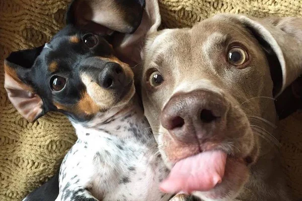 Fofura! Perfil reúne cliques de pets com a língua para fora