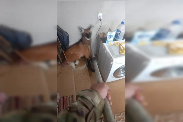 Lobo-guará é resgatado em lavanderia de casa em área nobre do DF
