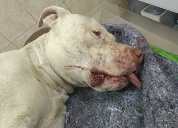 Pitbull Sansão teve as patas traseiras decepadas