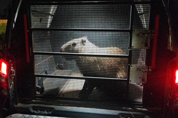Capivara é resgatada após atropelamento na DF-001