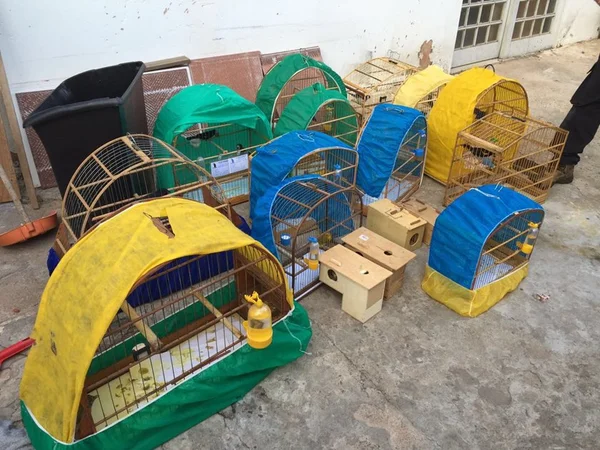 Operação do Ibram apreende 71 aves silvestres no Recanto das Emas