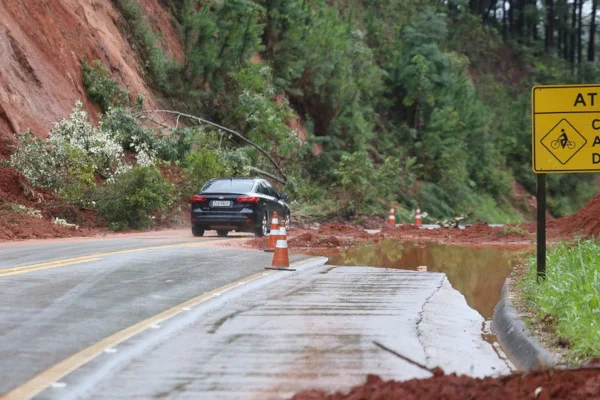 árvores caídas em rodovia