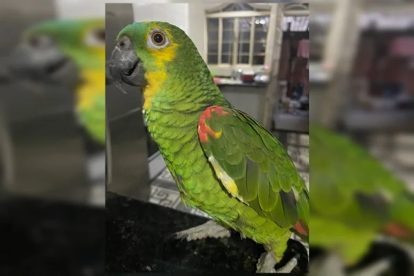 Festa de papagaia teve bolo e balões para celebrar decisão judicial