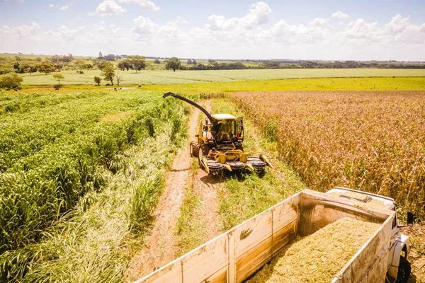 Recuperações judiciais no agro batem recorde em 2024, diz Serasa