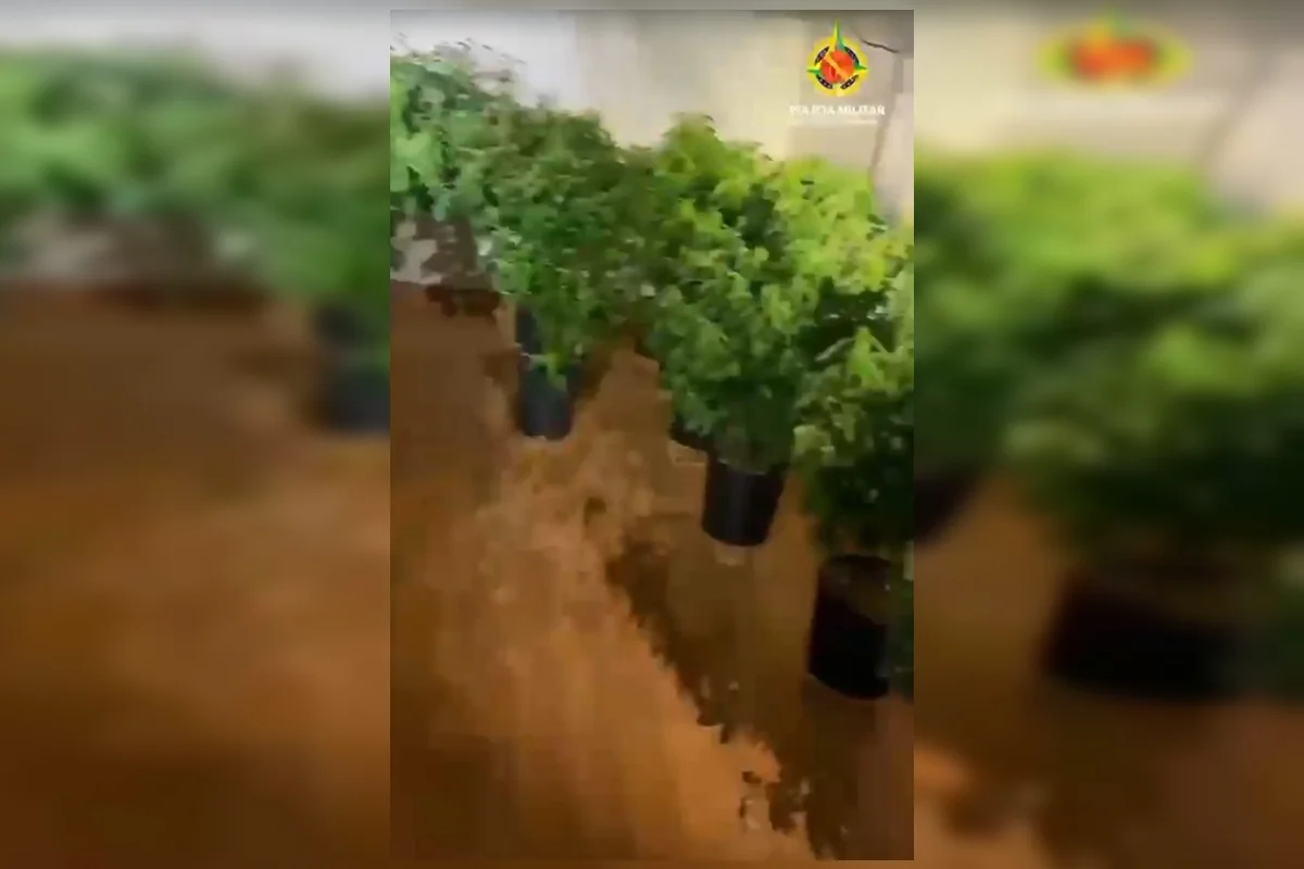 Polícia Militar desarticula laboratório com 80 pés de maconha no DF