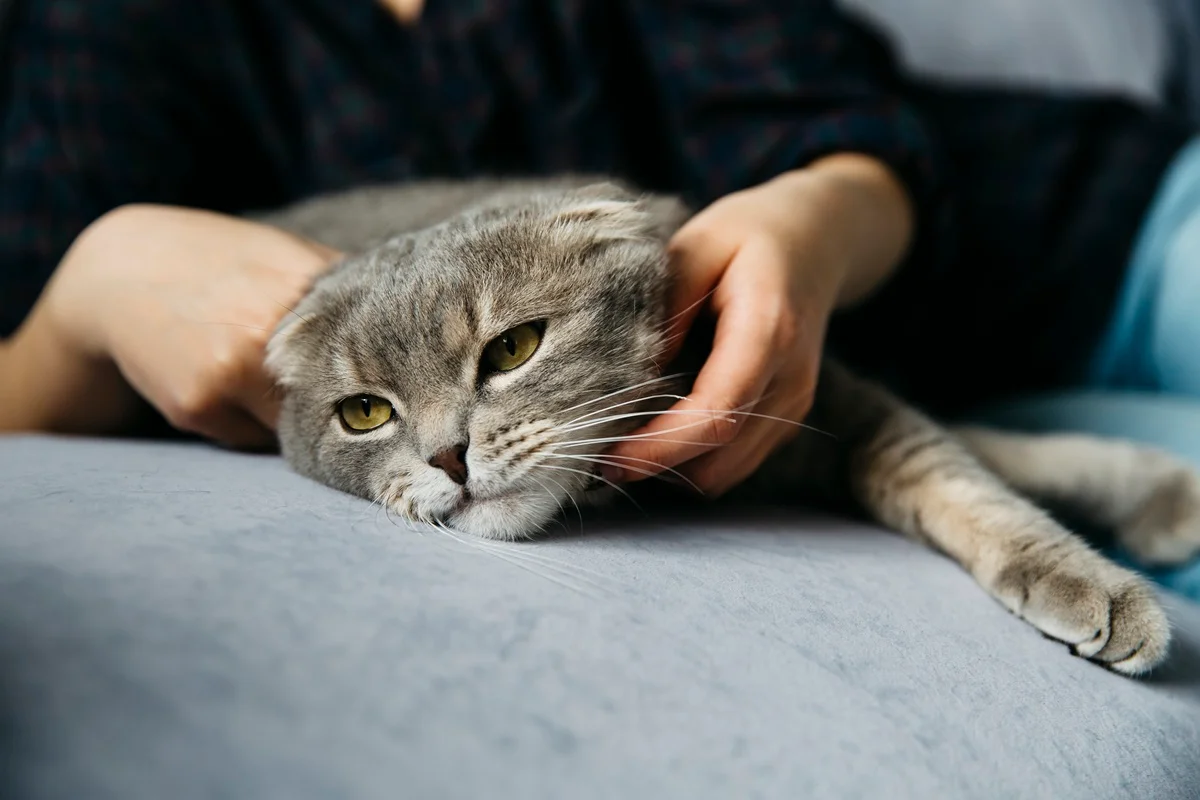 Entenda: Gatos “amassam pãozinho” para expressar conforto, explica veterinário