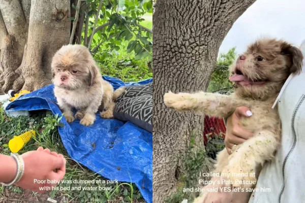 montagem colorida com fotos de cão abandonado nos EUA