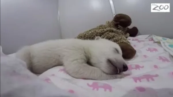 Filhote de urso polar dormindo com ursinhos de pelúcia é a nova fofura da internet